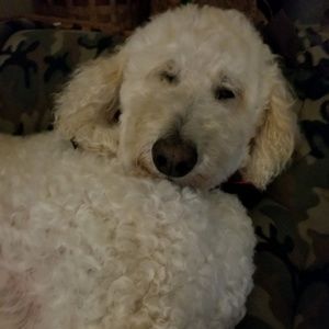 Meet your Posher, Dawn